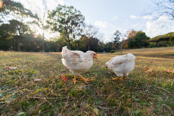 秋の公園で元気で散歩している鶏の姿
