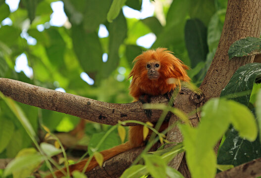 Golden lion tamarin portrait