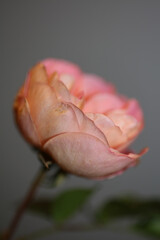 Pink flower blossoming close up background rose high quality big size prints