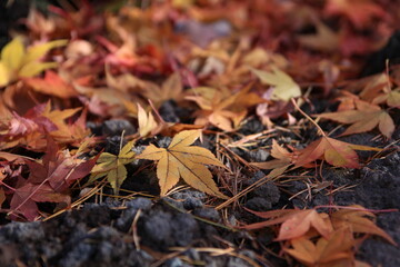 地面を覆う紅葉の落ち葉。