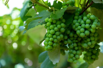 bunches of green grapes on the vine