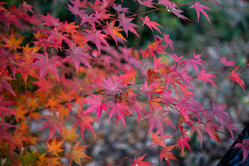 【秋】紅葉・もみじ【季節】