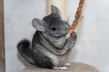 【ペット】チンチラ【動物】