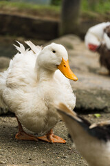 Duck in a preserved place in the middle of nature. Selective focus