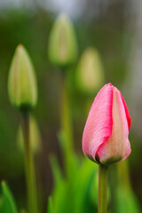 Pink tulip bud with green tulips in the background.