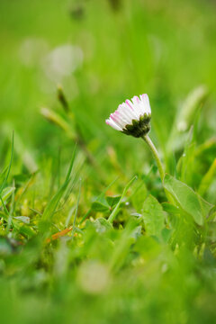 Closed Daisy Flower In The Lawn.