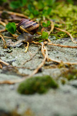 Snail crawling on concrete with brown shell and stripes.