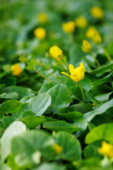 Yellow umbilical cord flower with green leaves.