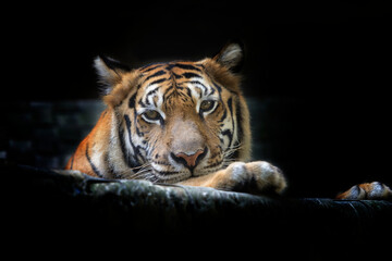 portrait of a beautiful big  bengal tiger on black background
