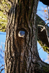 A nest in a tree trunk from a nuthatch bird with a blue sky in the background.