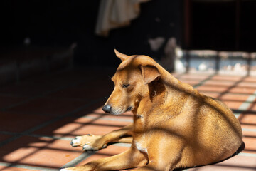 dog in the street