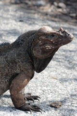 rhinoceros iguana