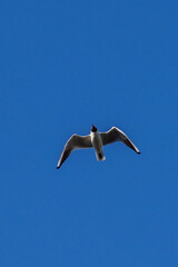 Fototapeta na wymiar Flying seagull in the blue sky.