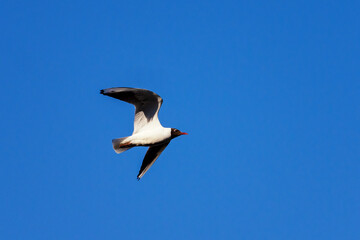 Flying seagull in the blue sky.