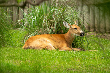bambi