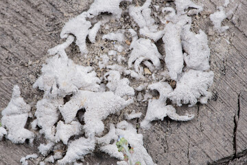 The rotten tree roots are covered with fungus