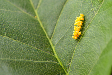 The eggs and hatched larvae of stupid insects inhabit wild plants