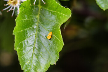 The eggs and hatched larvae of stupid insects inhabit wild plants