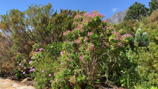 Fynbos bushy vegetation and plants on a wine farm