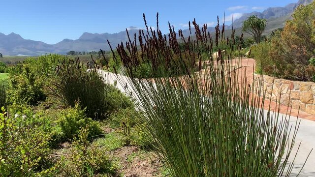 Fynbos reeds and plants wind blown on a wine farm