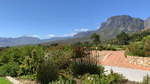 Fynbos reeds and plants garden with mountain views and farmlands