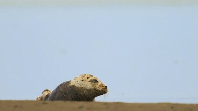The ringed seal resting on a stone with blue clods in background. Scientific name: Pusa hispida ladogensis. The Ladoga seal in a natural habitat.