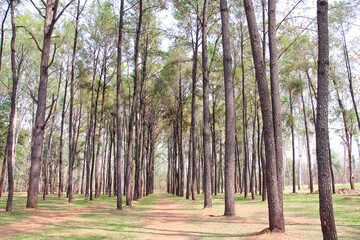 Pine trees in forest natural outdoor background