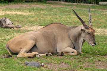 animales