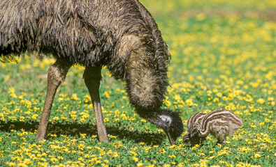 Emu with chicks grazing in wildflowers in outback New South Wales, Australia.