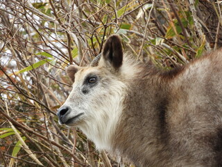ニホンカモシカ