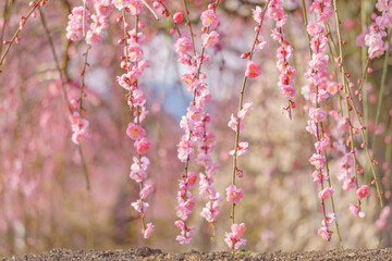 ピンクのしだれ梅