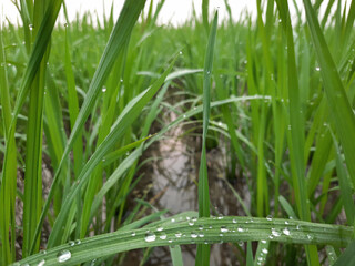 Autumn rice field, paddy field in morning, dew on grass.