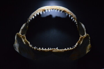 Obraz premium Shark theet at acuarium