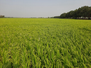 field of paddy, beautiful green rice field, grass landscape in india, Indian rice field. 