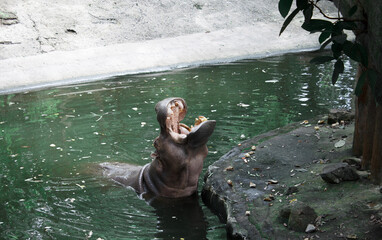 hippopotamus open mouth bun asking hippo