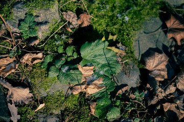  Fantasy autumn in the forest