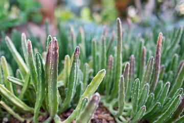Stapelia grandiflora or starfish flower cactus in botanic garden