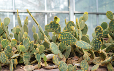 Bunny ear cactus or Opuntia microdasys in botanic garden