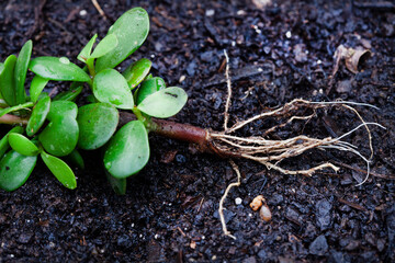 Portulacaria afr or Spekboom succulent plant from South Africa rooting from a cutting on dark soil...