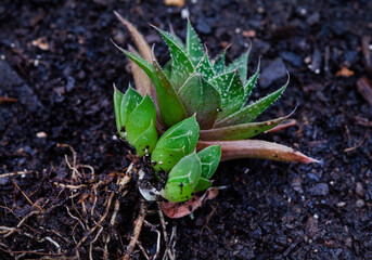 Succulent plant, Haworthia with roots and baby pups on dark soil background with copy space