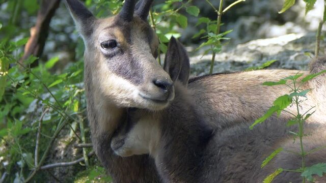 Close up shot of wild Chamois family cuddling in Wilderness - Mother and Cute Baby Goat-Antelope together outdoors