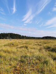 View of the swamp, where tall, already yellowing grass grows, and trees grow on the edges against the sky with beautiful clouds..