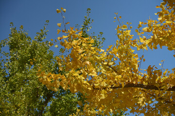 yellow leaves on a tree with background of green tree and blue sky