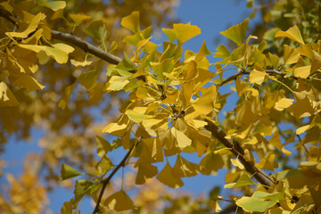 Obraz premium gingko leaves on the branch in sunny day in the garden