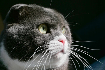 スコティッシュフォールドの猫