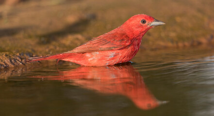 Summer Tanager