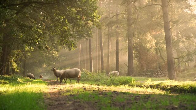 Cinematic sun rays capturing flock of sheep feeding  in the forest . Calm forest with the sheep feeding in the forest. Sunset rays in the forest.