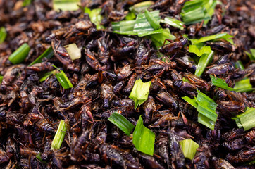 Close-up of a famous crispy fried insects street food of Thailand.