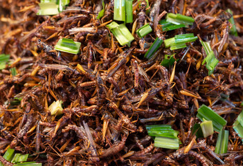 Close-up of a famous crispy fried insects street food of Thailand.