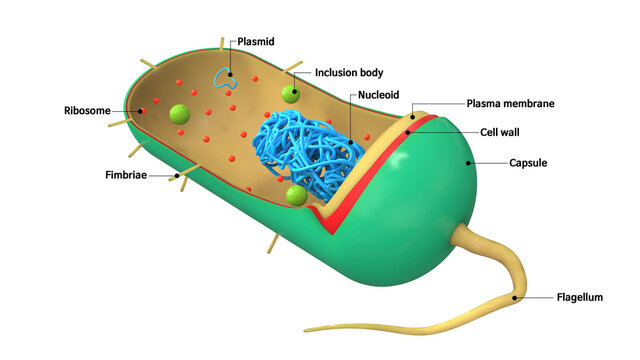 Bacteria structure 3d illustration, biology